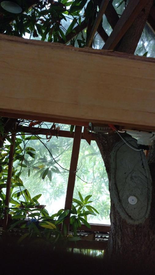 Treehouse Above The Beach Port Antonio Esterno foto